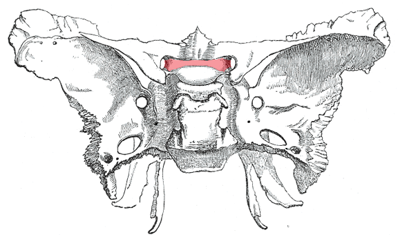 Sphenoid Bone - Labeled Images - RoteLearnIt